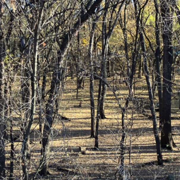 Mississippi River bottoms (Oct)